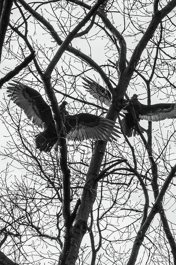Turkey buzzards Photograph by Louis Dallara