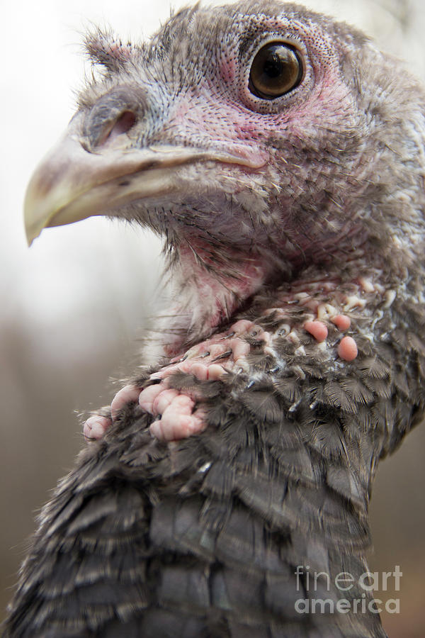 Turkey Close Up Photograph by Jeannette Hunt