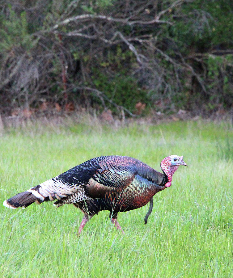 Turkey Colors Photograph by Sierra Vance - Fine Art America