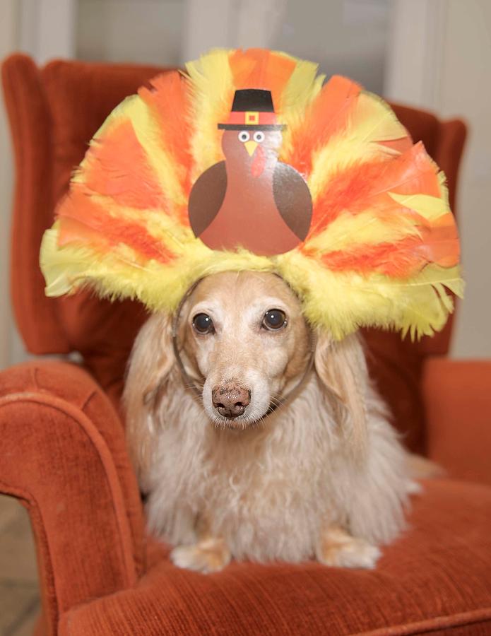 Turkey Dog Photograph by Elizabeth W. Kearley