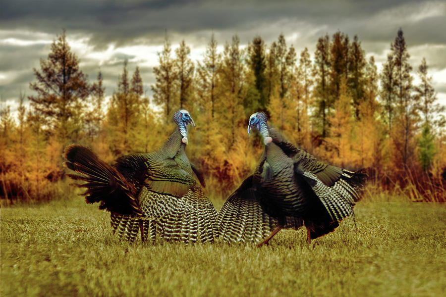 Turkey Duel Photograph by Patti Deters