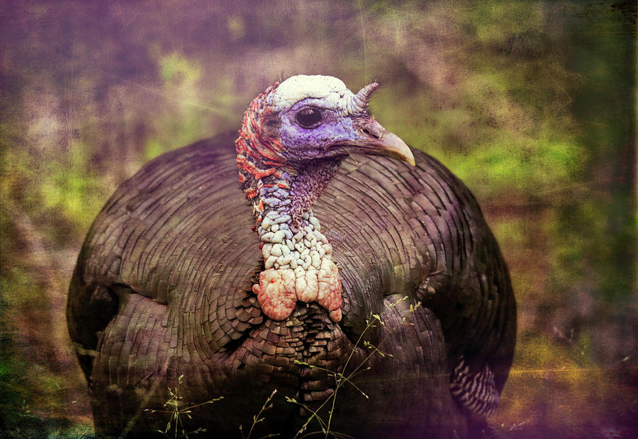 Turkey Grunge Textured Photograph by Dan Sproul