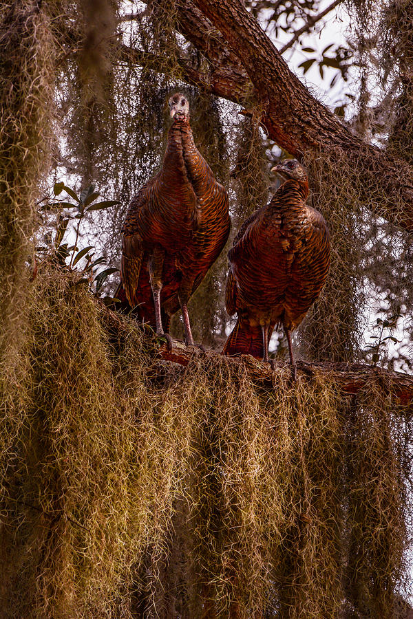 Bird Photograph - Turkey guys by Zina Stromberg
