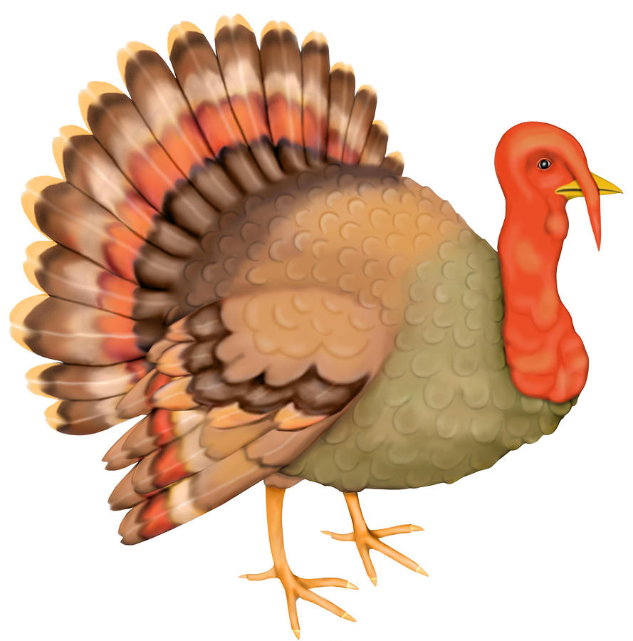 Turkey Drawing by Imagezoo