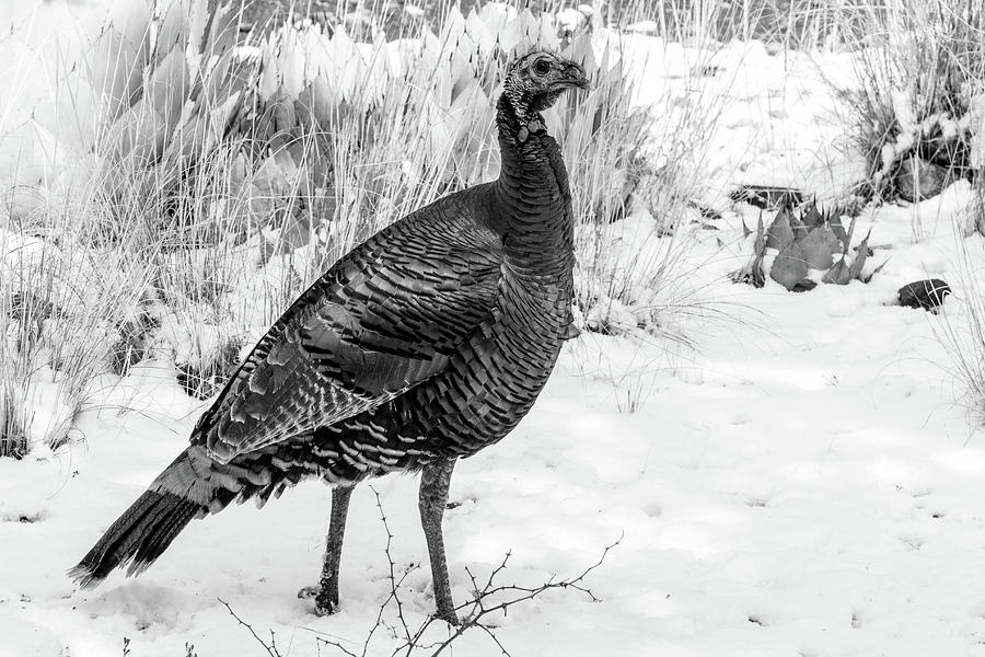 Turkey in the Snow 002033 Photograph by Renny Spencer