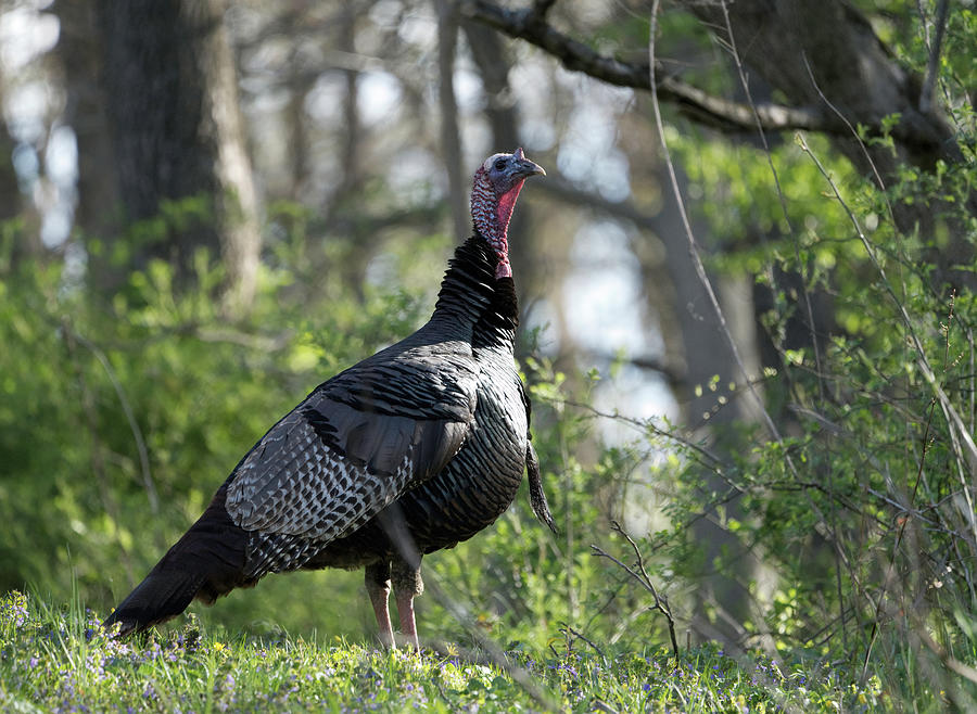 Turkey in the Wild Photograph by Paul Ross