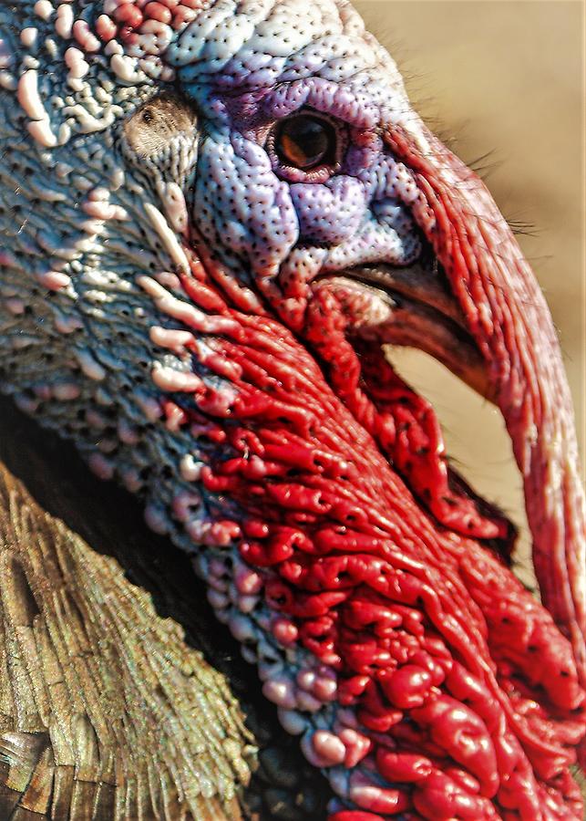 Turkey Photograph by John Linnemeyer