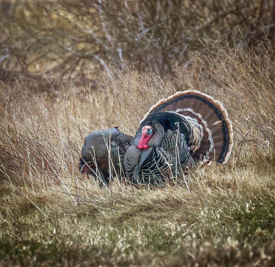 Turkey Photograph by Laura Terriere