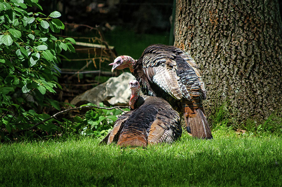 Pair of Wild Turkeys Photograph by Steven Nelson