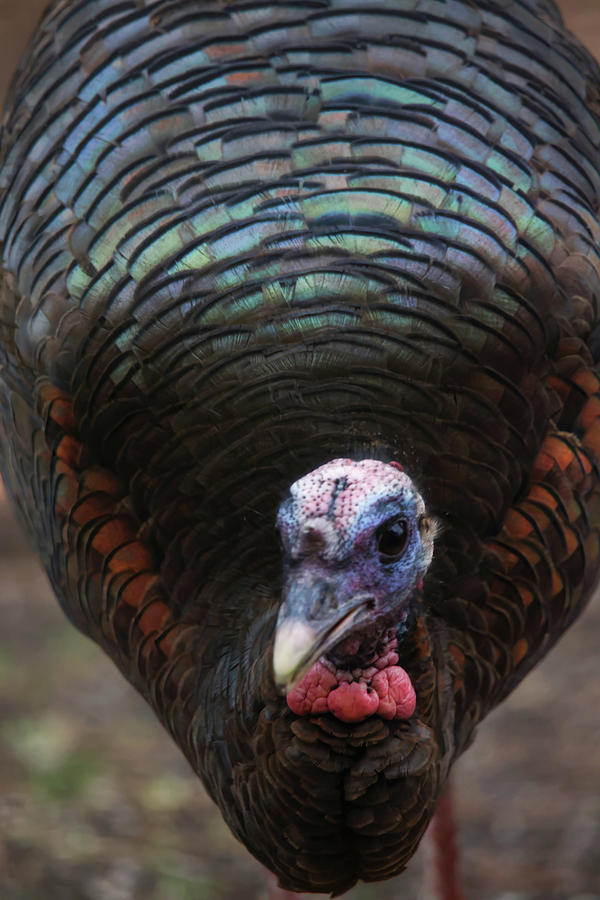 Turkey Portrait Photograph by Brook Burling