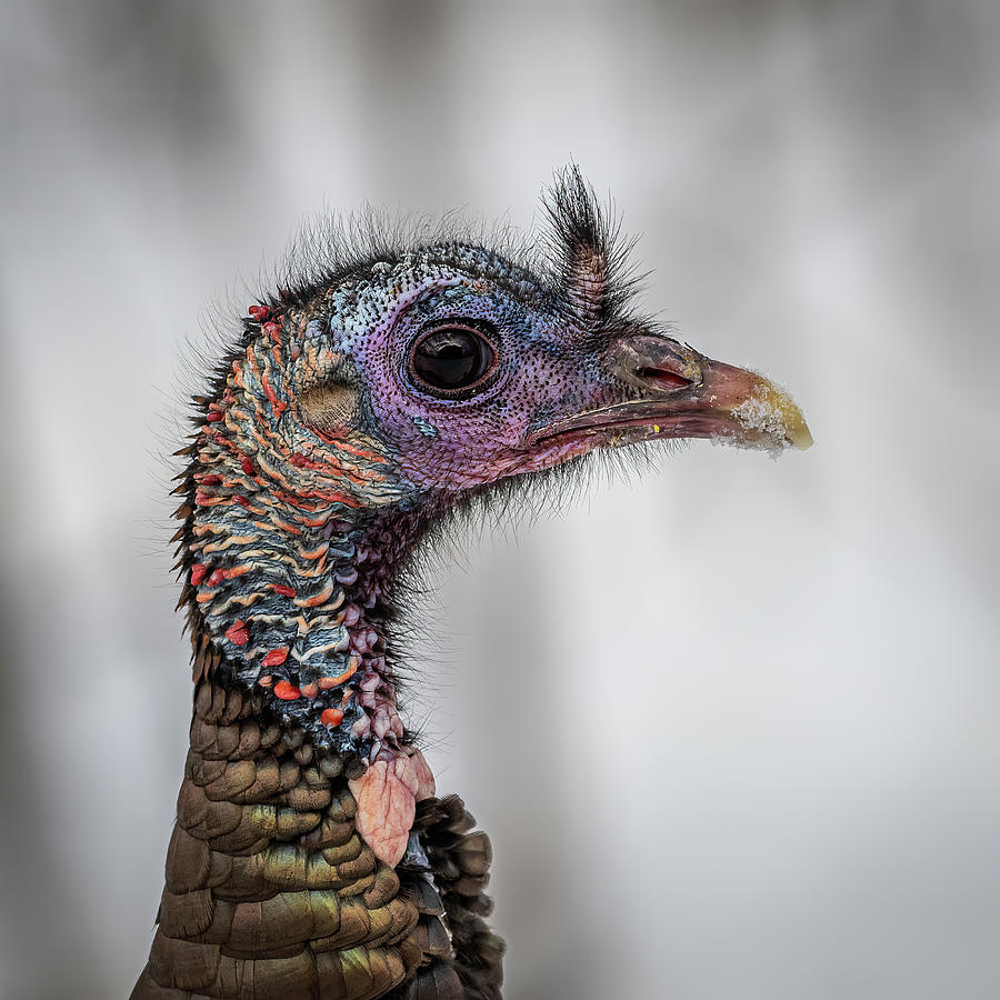 Turkey Portrait Photograph by Paul Freidlund