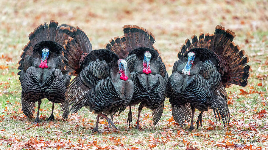 Turkey Quartet Photograph by Peg Runyan
