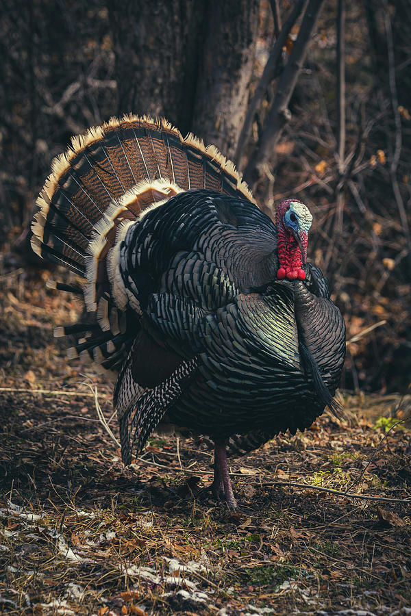 Turkey Strut Photograph by Brian Anderson Turkey Strut Photograph by Brian Anderson