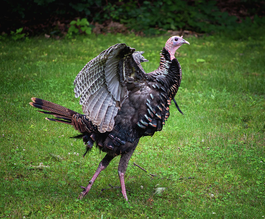 Turkey Strut Photograph by Steven Nelson