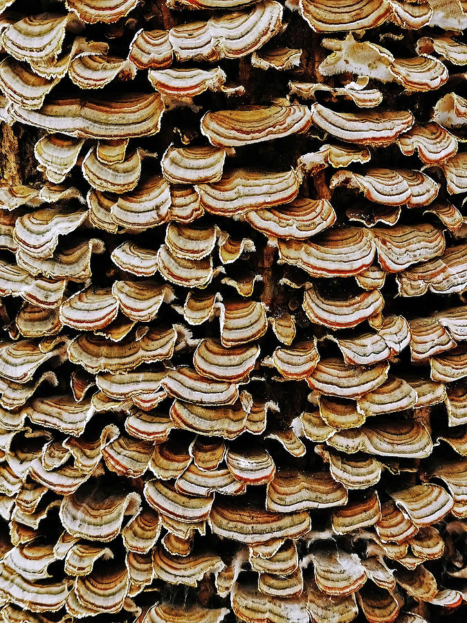 Turkey Tail Abstract Photograph by Debbie Oppermann