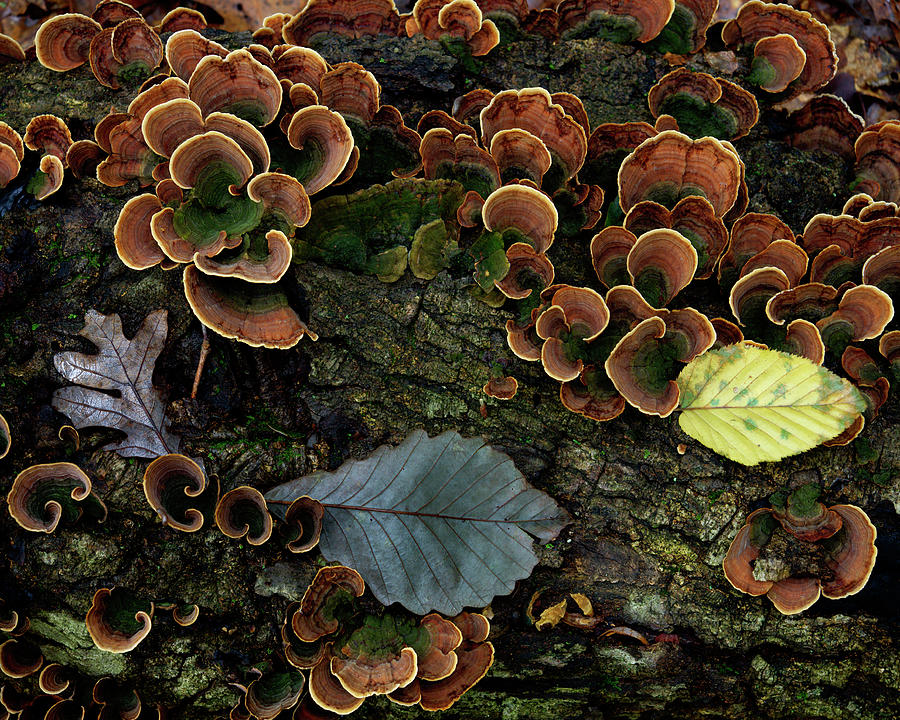 Turkey Tail and Leaves on a Log - 2023 Photograph by Stephen Russell Shilling Turkey Tail and Leaves on a Log - 2023 Photograph by Stephen Russell Shilling