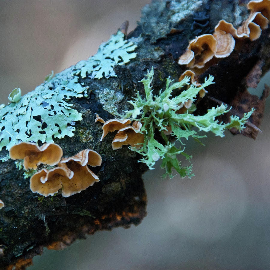 Turkey Tail and Lichen Detail Photograph by Cascade Colors
