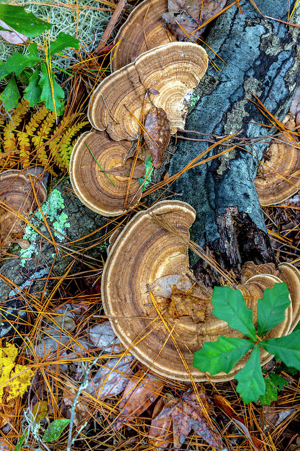 Turkey Tail Fungi Photograph by W Chris Fooshee
