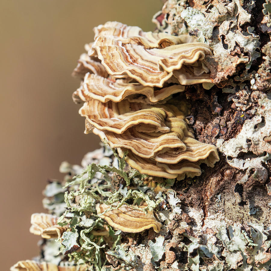Turkey Tail Fungus and Lichen Photograph by Catherine Avilez