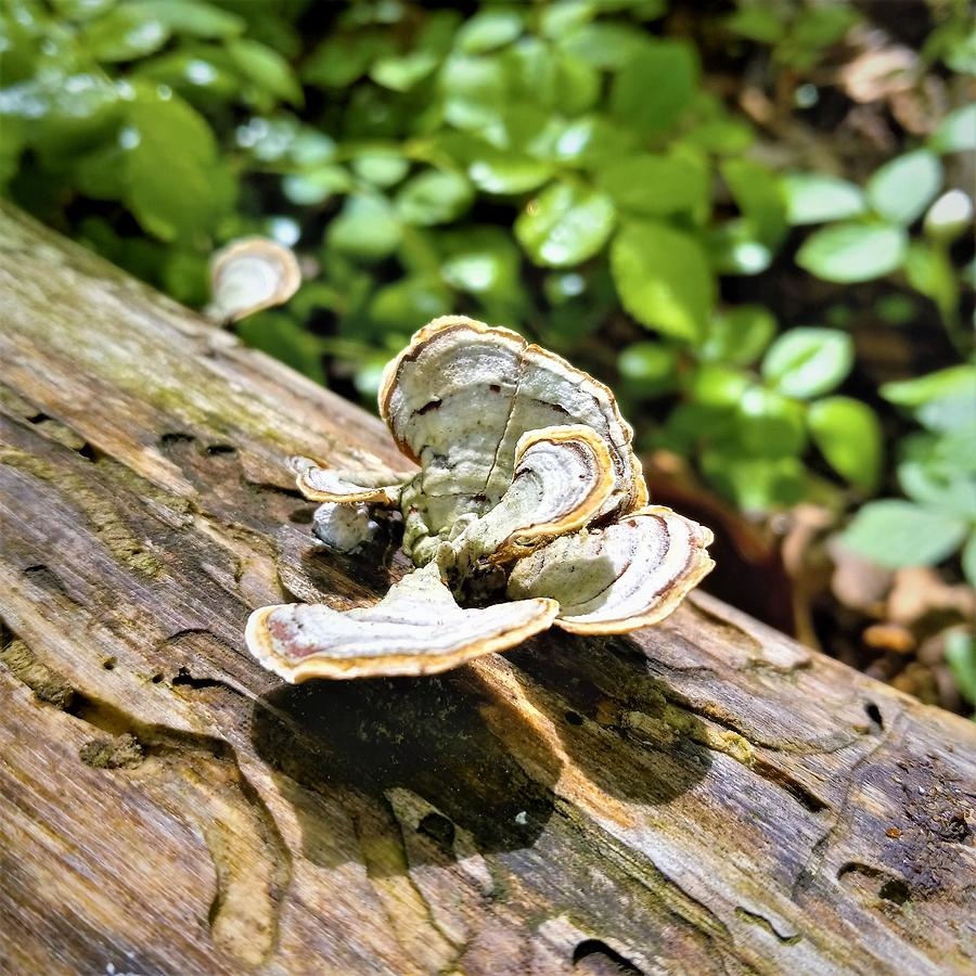 Turkey Tail Fungus Dreaming I Am A Butterfly Photograph by Angela Davies