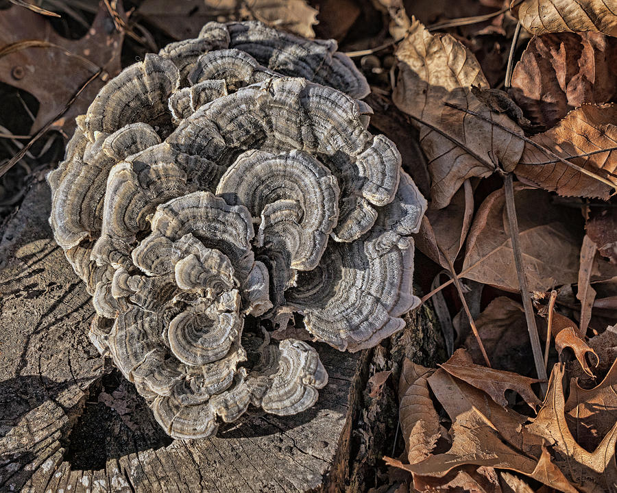 Nature Photograph - Turkey Tail Fungus Rosette by Nikolyn McDonald