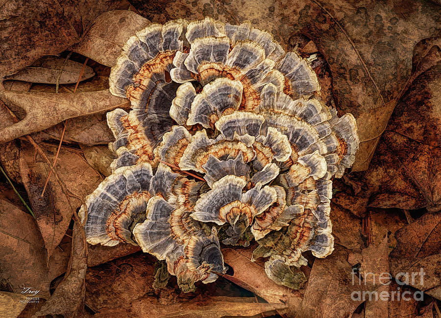 Mushroom Photograph - Turkey-tail in Spring by Trey Foerster