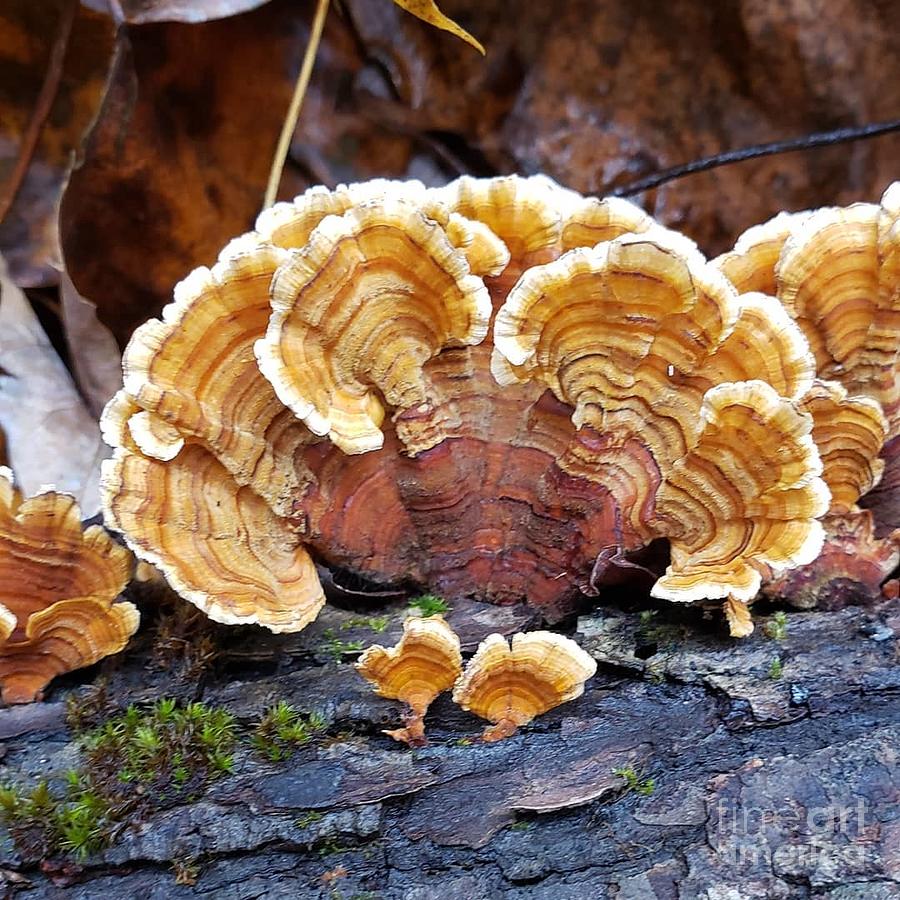 Turkey Tail Mushroom Photograph by Anita Adams