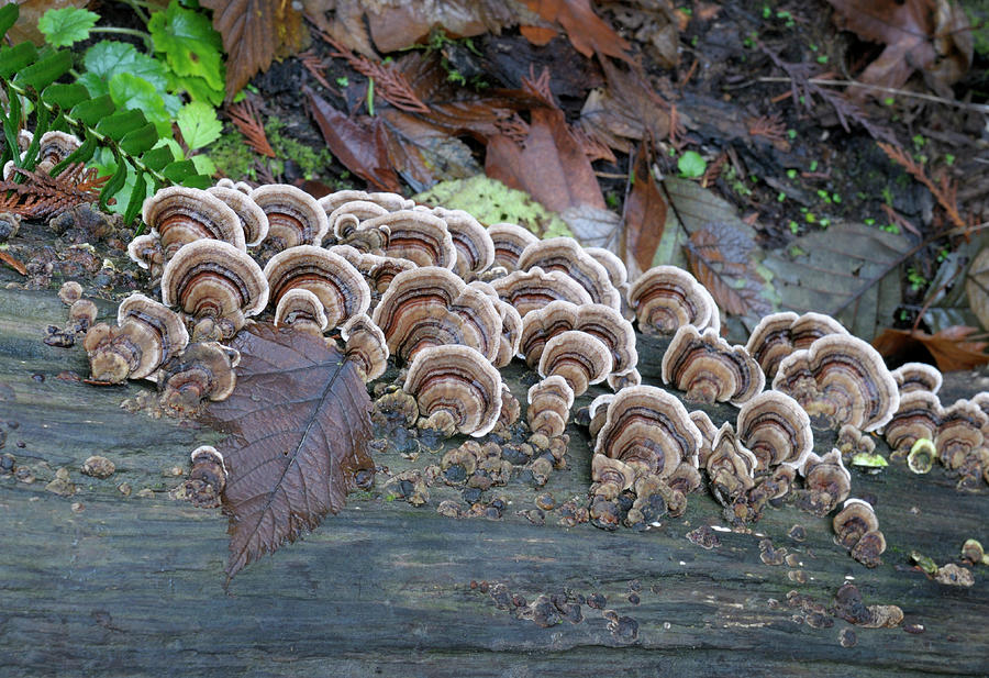 Turkey Tail Polypores, Trametes Versicolor, cling to a dead tree Photograph by Kevin Oke