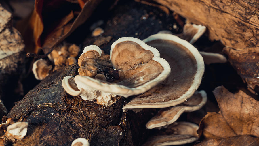 Turkey Tail Spread Photograph by Scott Lyons Turkey Tail Spread Photograph by Scott Lyons