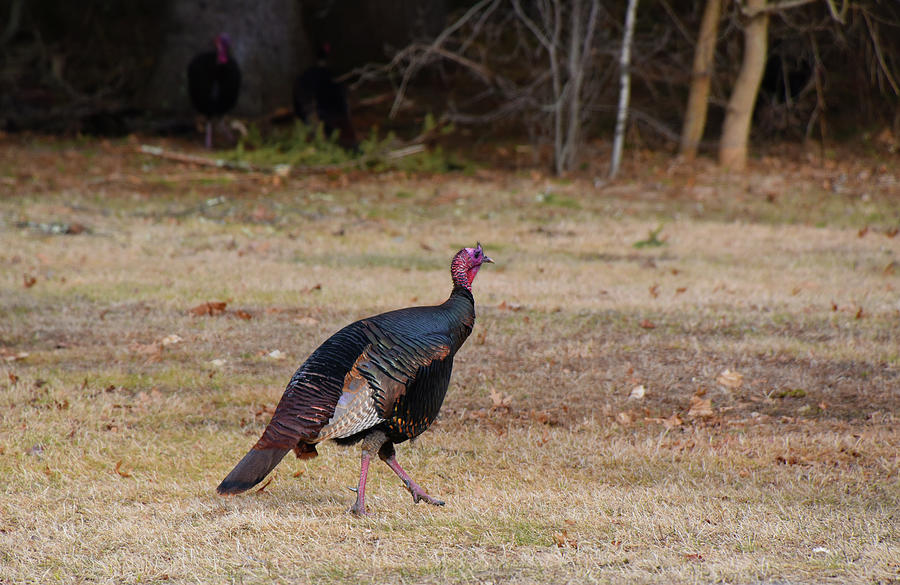 Turkey Takes a Walk Photograph by Mike Martin