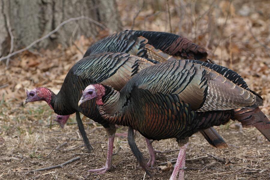 Bird Photograph - Turkey Time by Unbridled Discoveries Photography LLC