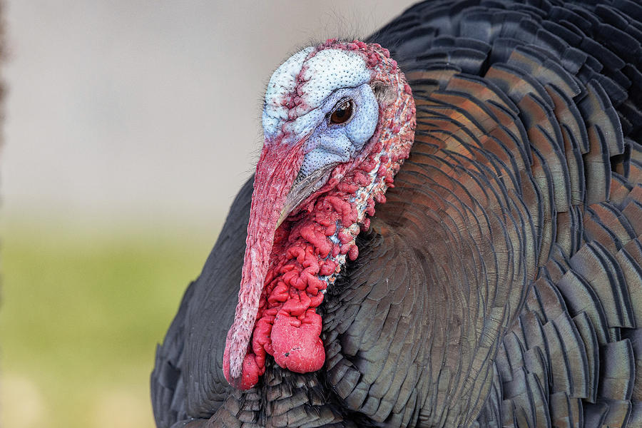 Turkey Tom With A Long Snood Up Close Photograph