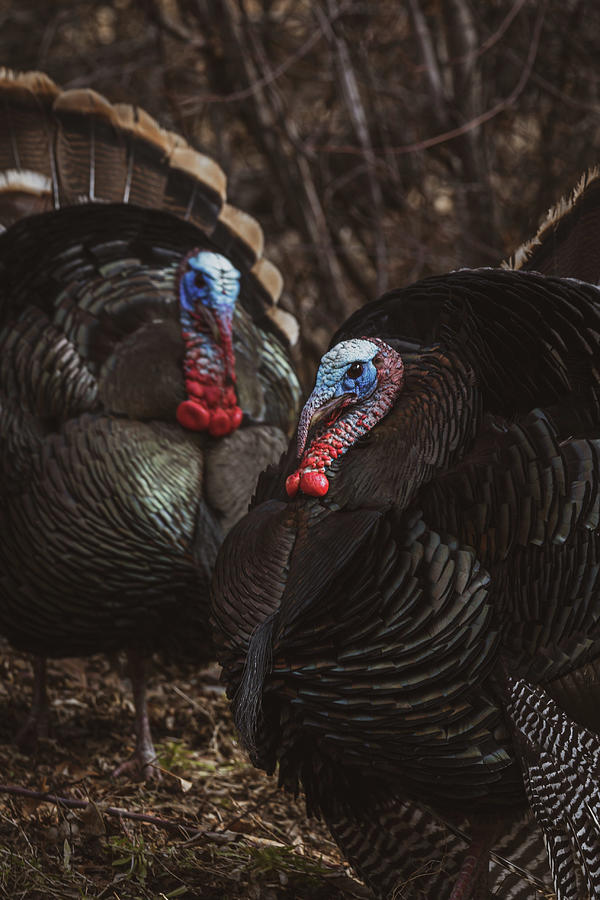 Turkey Twins Photograph by Brian Anderson Turkey Twins Photograph by Brian Anderson
