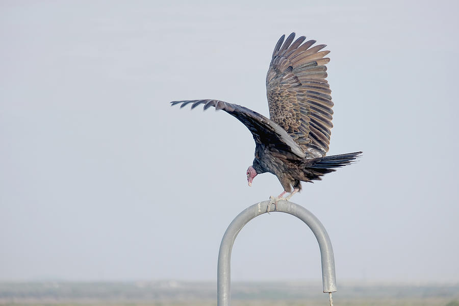 Turkey Vulture 2 Photograph by Eric Hafner