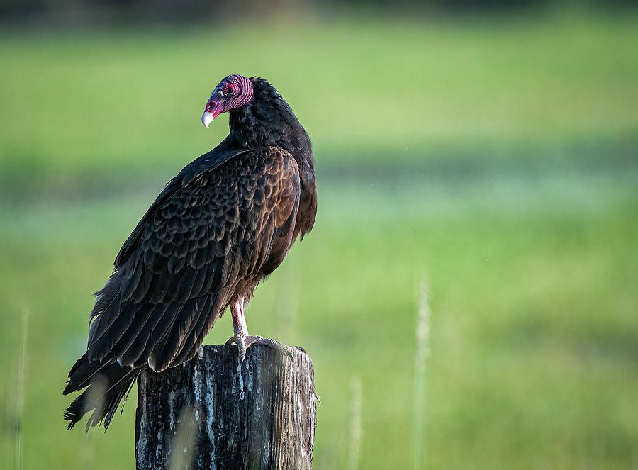 Turkey Vulture 2 Photograph by Rick Mosher