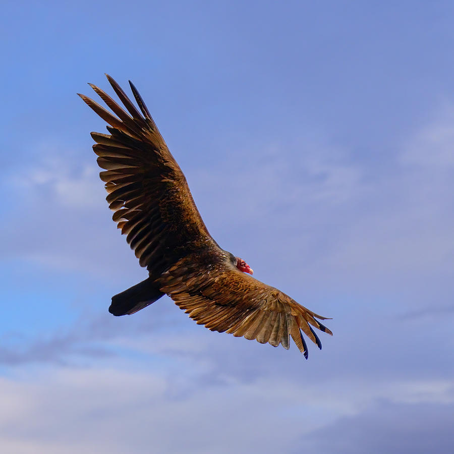 Buzzard Photograph - Turkey Vulture 24364 by Mark Myhaver