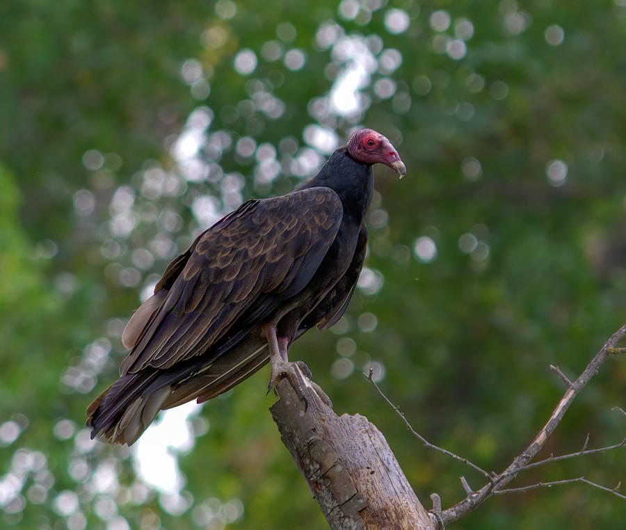 Turkey Vulture 5 Photograph by Alan C Wade