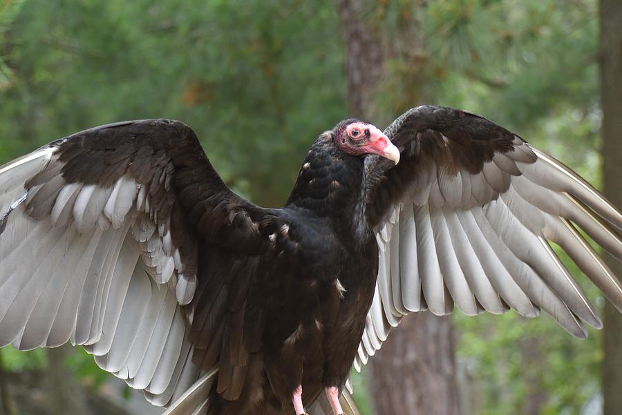 Turkey Vulture 642 Photograph by Joyce StJames