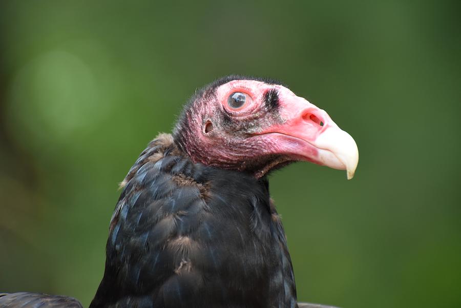 Turkey Vulture 643 Photograph by Joyce StJames
