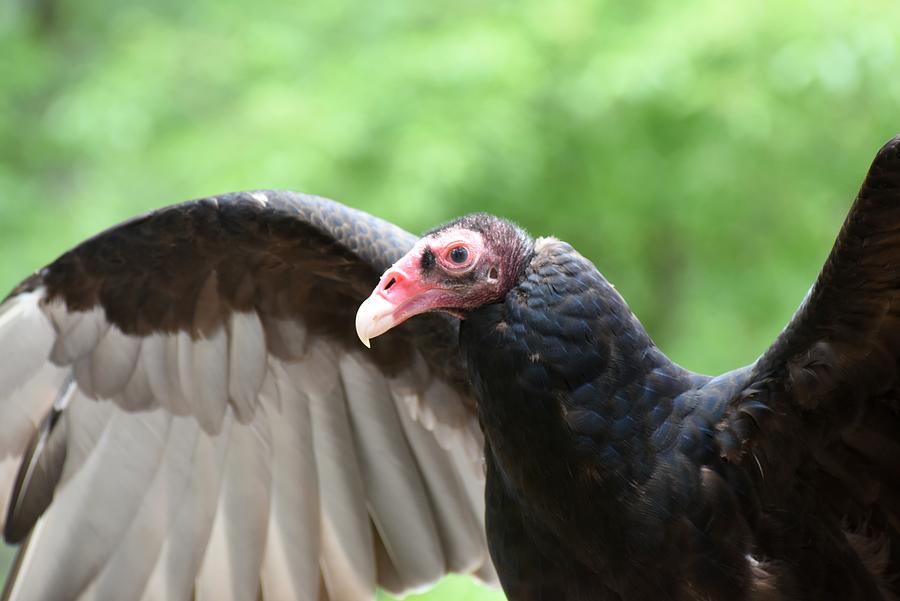 Turkey Vulture 644 Photograph by Joyce StJames