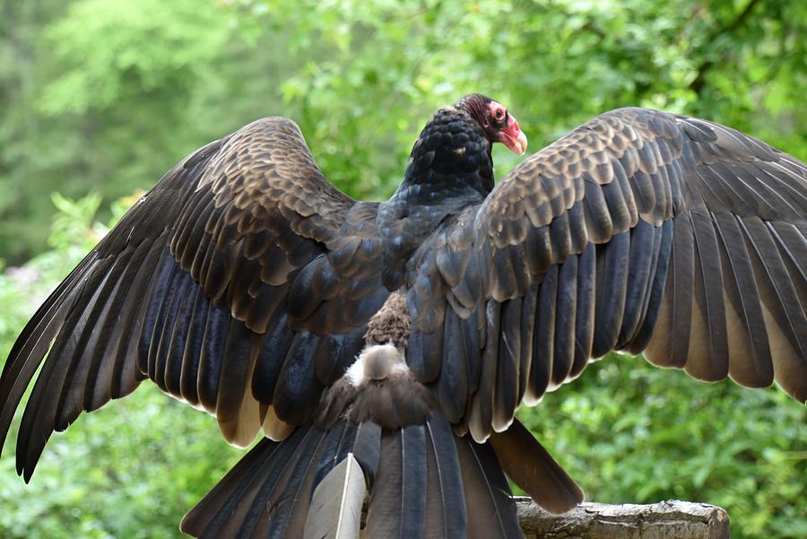 Turkey Vulture 645 Photograph by Joyce StJames