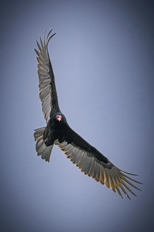 Turkey Vulture Photograph by Alexander Image