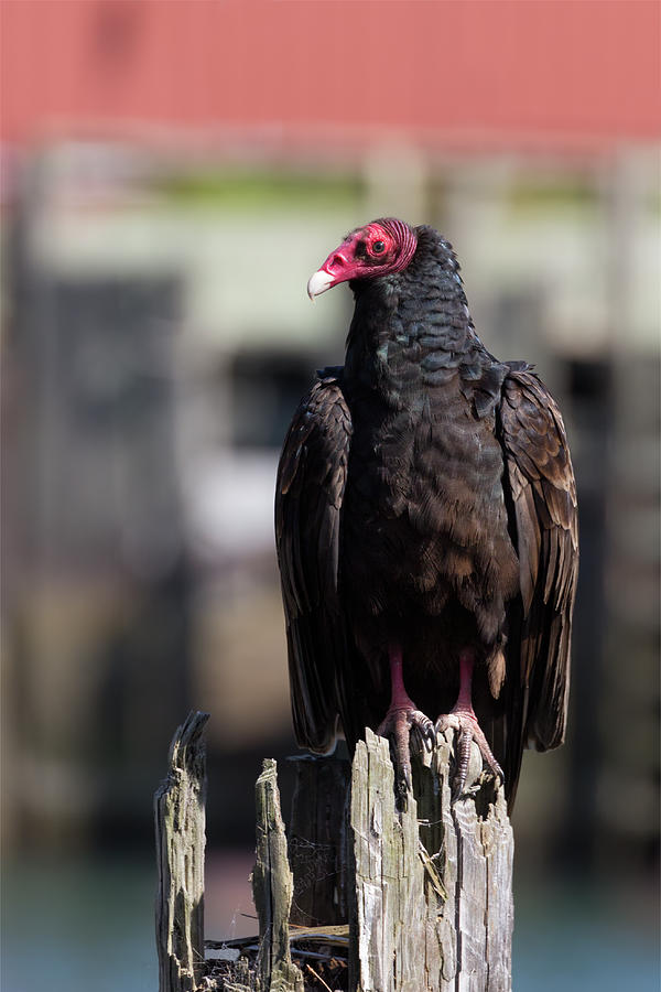 Turkey Vulture At Noyo Photograph