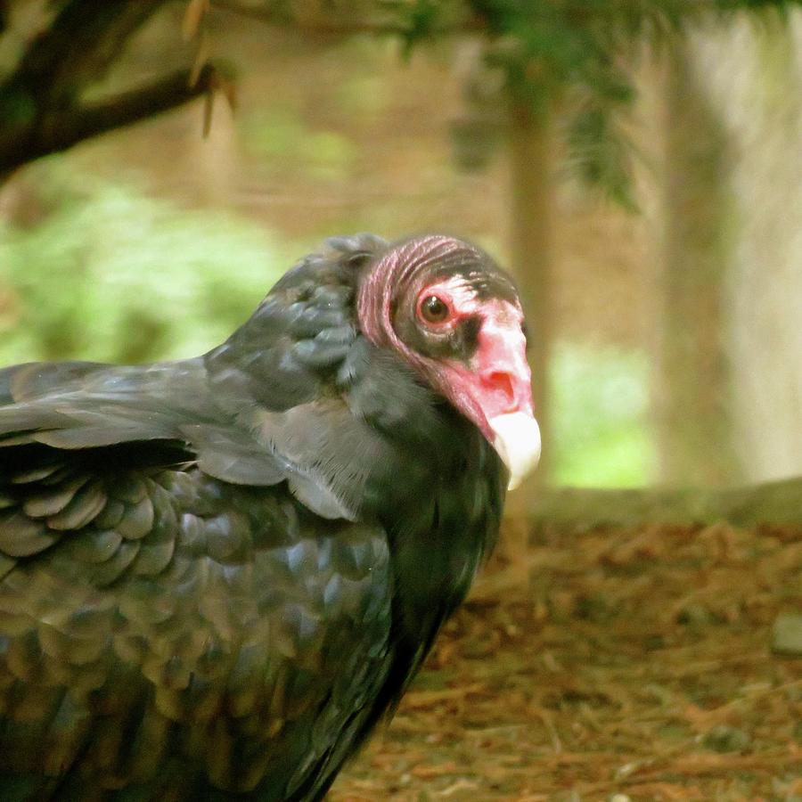 Turkey Vulture Photograph by Azthet Photography