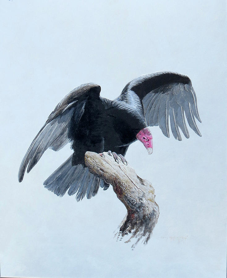 Turkey Vulture Painting by Barry Kent MacKay