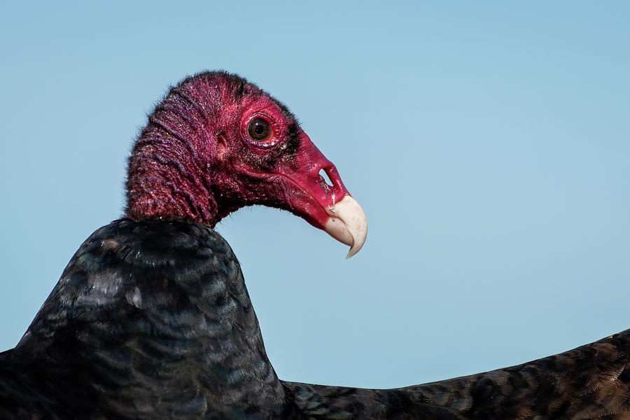 Turkey Vulture Closeup Photograph by Bradford Martin