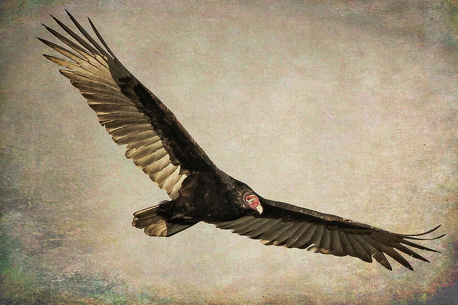 Turkey Vulture Photograph by Don Durfee