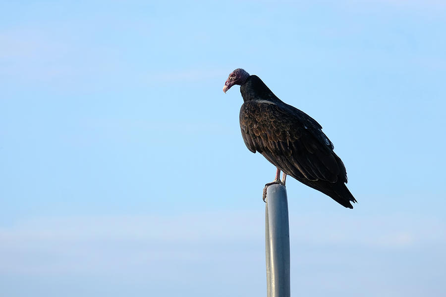Turkey Vulture Photograph by Eric Hafner