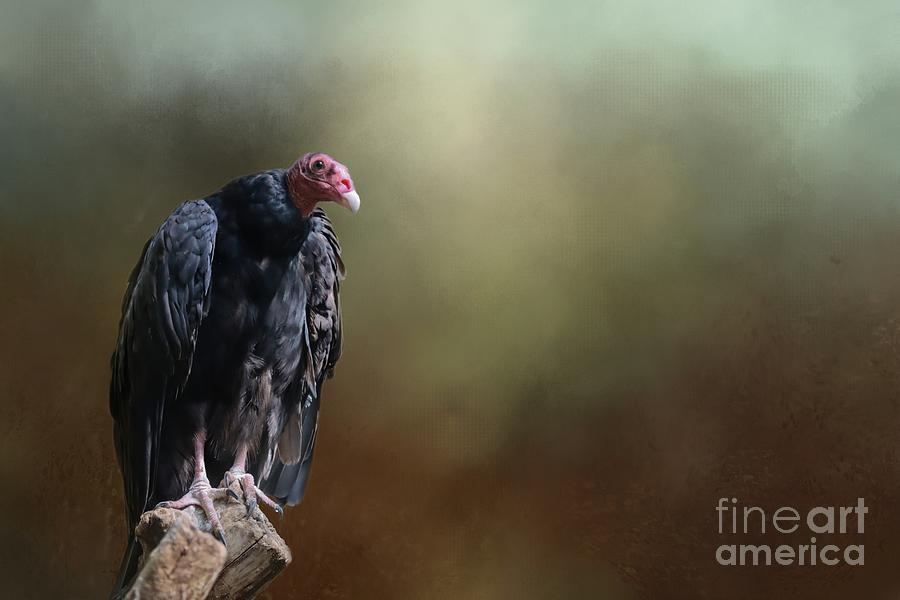 Bird Photograph - Turkey Vulture by Eva Lechner