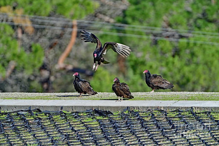 Turkey Vulture Family Photograph by Amazing Action Photo Video